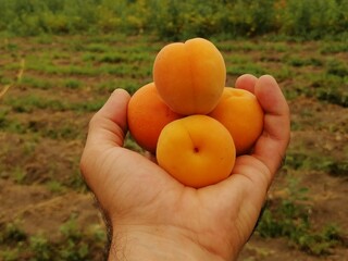 Albicocche in mano prodotto dal contadino in modo naturale Biologico