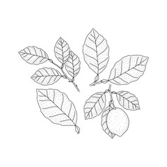 Vector Sketch Lemon leaves set. Hand Drawn Botanical Illustrations. Black and white with line art isolated on white backgrounds
