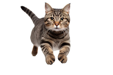 a beautiful tabby cat jumping full body on a white background studio shot