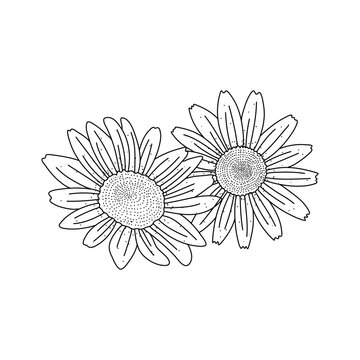 Camomile flower floral doodle hand drawn vector illustration isolated on white background