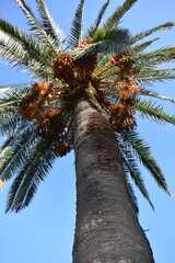 palm tree against sky
