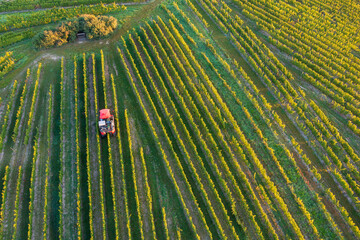 A bird's eye view of a vineyard near Eltville/Germany in the Rheingau where the grapes are being harvested with a harvester