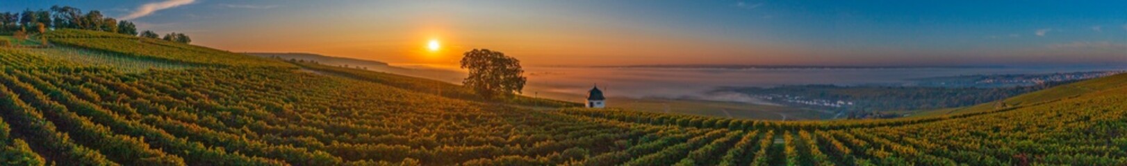 Bird's-eye view over the vines into the Rhine Valley near Eltville/Germany, covered in morning...