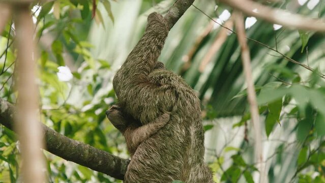 Slow motion shot of a mother and her baby sloth moving through the trees in Costa Rica. Two mammals in the Costa Rican jungle.