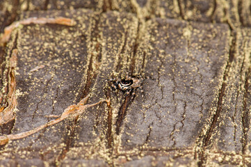 Almost invisible Menemerus bivittatus sits on a tree