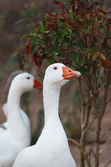 Geese