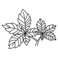 Simple doodle outline leaf of chestnut tree. Vector illustration, isolated on a white background