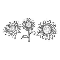 Vector Sunflowers set illustration, Black and White Floral outline set isolated on white background