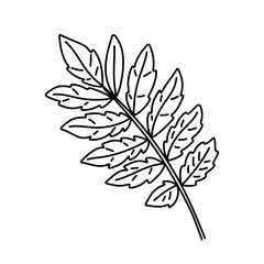 Rowan leaf doodle. Black and white vector illustration isolated on white background