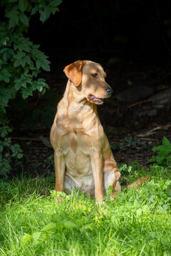 Experience the heartfelt connection between nature and this beautiful golden brown Labrador Retriever. In this serene vertical portrait, the sun's warm embrace highlights the dog's expressive gaze as