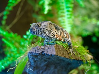 Portrait of a chinese crocodile lizard (Shinisaurus crocodilurus) in Tete d'Or zoo, Lyon, France