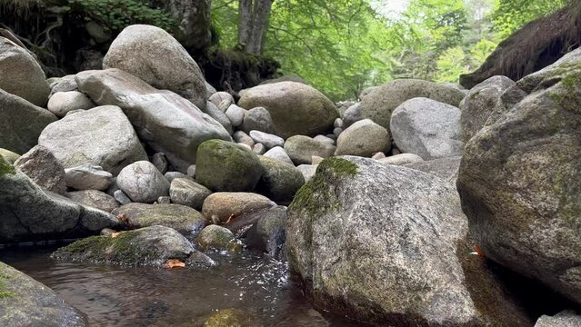 Still 4K 60 fps video shot on a smartphone. Mossy rocks. Background forest and relaxing sound of the warer.