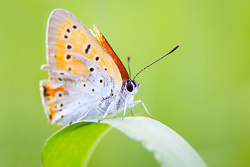 Selective focus of wild butterfly sitting on grass in countryside in summer. A small insect is caught on a green leaf.