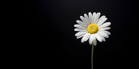 beautiful daisy flower blank space background, ai generative