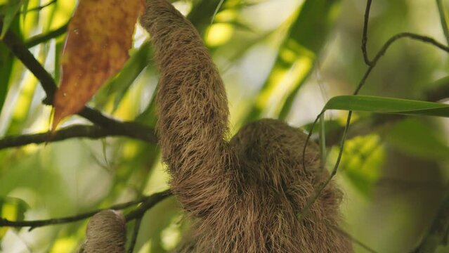 Beautiful close-up portrait of a baby sloth in a tree in Costa Rica in broad daylight. The shot is in slow motion and is a close-up.	
