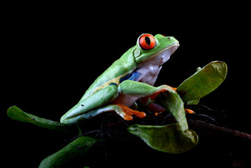 The red-eyed tree frog on a plant