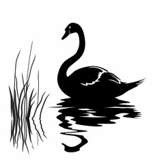 black and white illustration design of swans on water and grass with reflected shadows on a white background