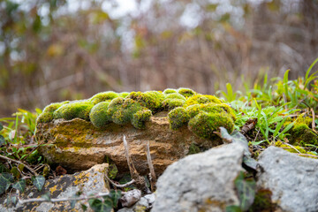 Close-up of moss and foliage on a rock