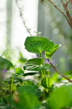 Green leaves of violet Viola Violaceae plant in garden