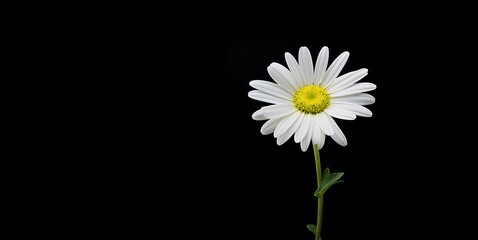 beautiful daisy flower blank space background, ai generative