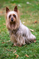 Portrait of an Australian Silky Terrier dog sitting in the garden with long hair.