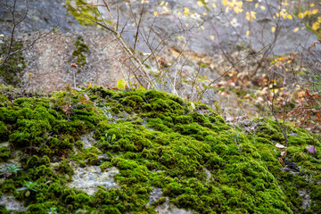 Close-up of moss and foliage on a rock