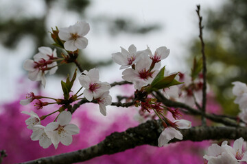 Fototapeta premium 仁和寺の御室桜