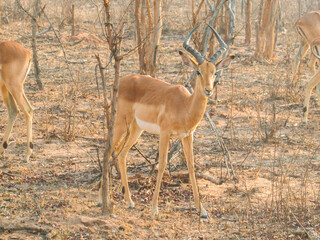 Animal in wildlife style kruger park safari at south africa