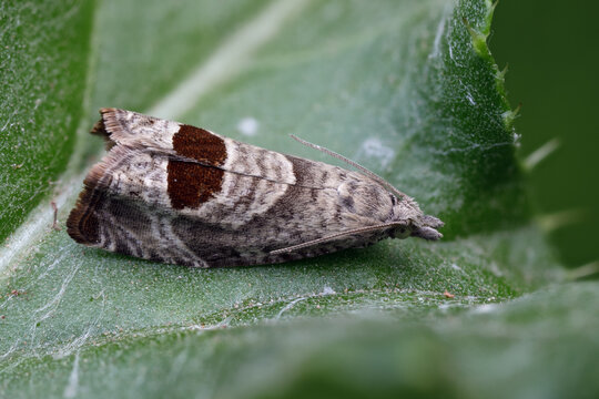 Brombeertriebwickler - Notocelia uddmanniana