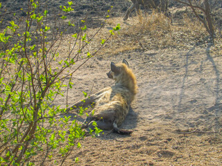 Animal in wildlife style kruger park safari at south africa