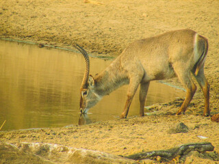 antilope bebendo agua no lago kruger parque africa
