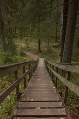 Wooden walkway in forest in summer, Nuuksio National Park, Espoo, Finland.