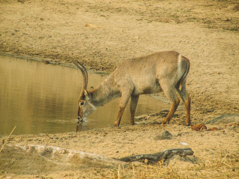 Antilope bebendo &aacute;gua em um lago no parque Kruger