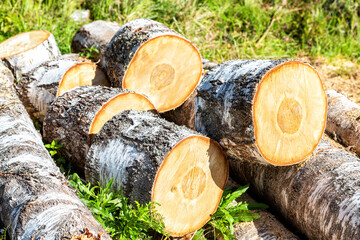 Sawn birch wood outdoors on a sunny day. Preparing firewood for the winter. Forrest industry - 653782950
