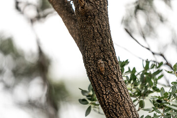 chikada bug insect sitting in tree