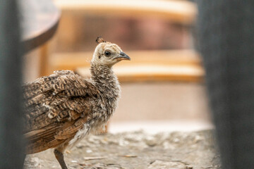 baby peacock chick walking