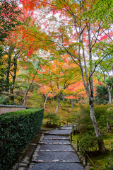 An autumn landscape scenery or fall colors in Arashiyama Kyoto with a narrow pedestrian way or road or path