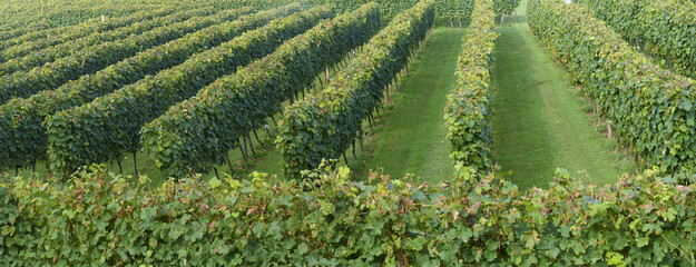 Planting of vineyards for the production of txakoli wine in Oiartzun, Euskadi