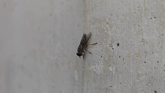 Housefly or Musca Domestica or Sarcophaga carnaria or "Lalat", macro photogarphy