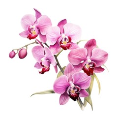 Obraz premium watercolor orchid flowers illustration on a white background.