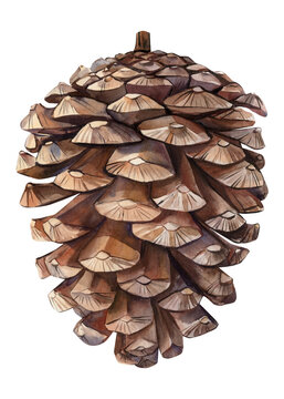 Pine cone on isolated white background, watercolor botanical illustration, Hand drawn pine brown color