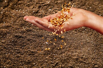 Expert male farmer hand hold seeds of vegetable