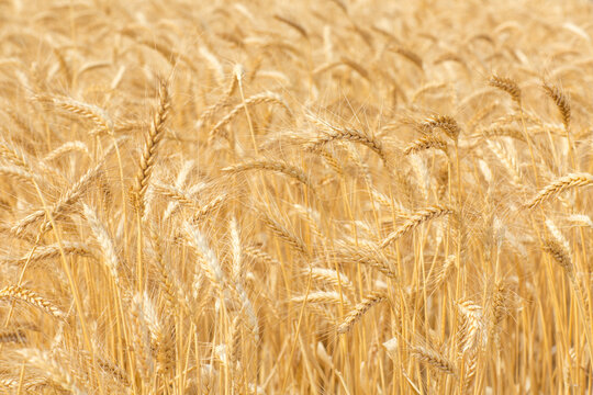 Ripe wheat heads at harvest time