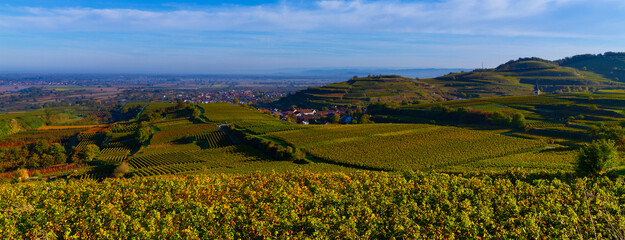Weinberge Reben 