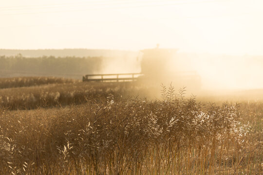 Harvesting a canola crop with dust and backlight