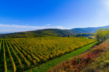 Fototapeta premium Weinberge Reben 