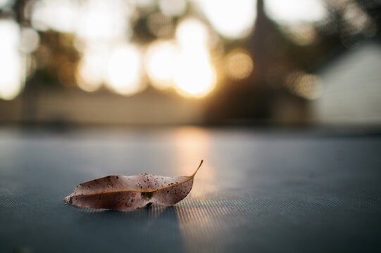 Dried leaf on a trampoline mat