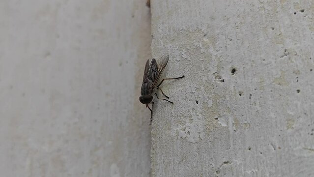 Housefly or Musca Domestica or Sarcophaga carnaria or "Lalat", macro photogarphy