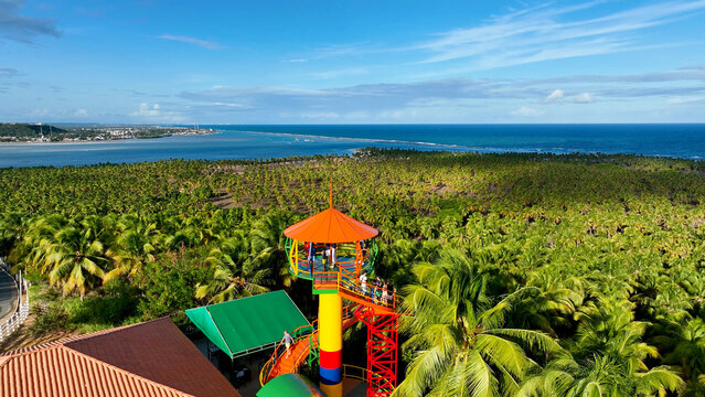 Coconut trees plantation near Gunga Beach at Maceio Alagoas Brazil. Palm trees plantation at countryside of Maceio Alagoas Brazil. Rural scenery.