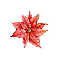 Fototapeta premium Watercolor Christmas Poinsettia Flower